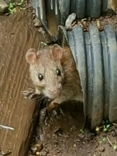 Rat Removal Hendersonville TN