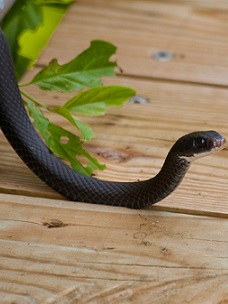 Snake Removal Hendersonville TN